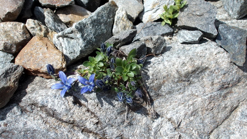 Campanula cenisia / Campanula del Moncenisio